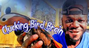 Clucking Bird Brain (@CluckingBirdBrain) • Facebook