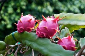 How long does dragon fruit bear fruit? How To Grow Dragon Fruit Growing Dragon Fruit Pitaya