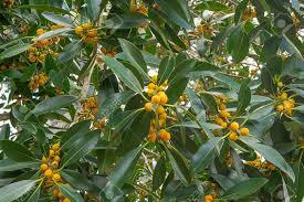 Image result for Ficus obliqua
