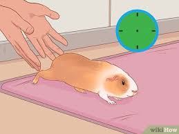 Check spelling or type a new query. How To Care For A Crested Guinea Pig With Pictures Wikihow