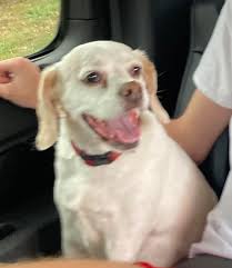 My sister's dog is missing in the Chaparrel neighborhood. He has a collar 