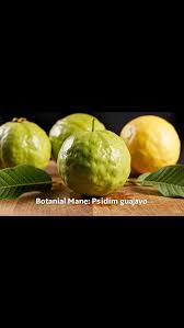 Image result for Salacia luebbertii