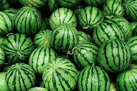 If we take as gospel the seedsmen's claims of roughly 80 days from transplant for the early as you get toward the expected ripeness time, check daily and harvest as necessary. How To Grow Watermelons