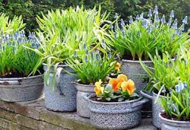 Lavender plants can grow to the size of a small shrub, so a large pot for starting will allow for this growth. How To Plant In Pots Container Gardening Planet Natural