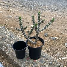 Image result for Euphorbia corniculata