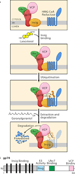 We did not find results for: Pdf Protein Sensors For Membrane Sterols Semantic Scholar