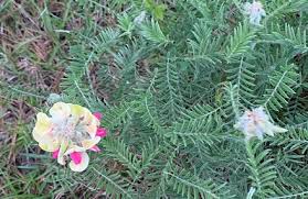 Brent flowers, a courtroom veteran and dynamic trial attorney, joined forces with greg beebe to form beebe & flowers law firm in 2018. Roots Shoots Fruits Flowers Goat S Rue Sick Spruce Happy Mayhaw Algal Leaf Spots