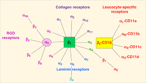 Learn vocabulary, terms, and more with flashcards, games, and other study tools. The Role Of Integrins In Inflammation And Angiogenesis Pediatric Research
