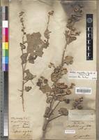 Image result for Abutilon angulatum