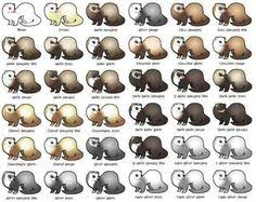 14 Best Slinky Cats Ferrets Images Ferret Cats Pet Ferret