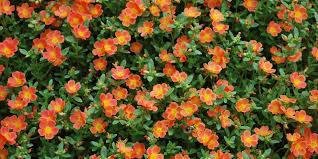 Just like the conventional flower gardening, this flower gardening idea also needs growing requirements to be concerned when choosing where the baskets will be hung in deck space. Top Plants For The Heat