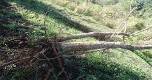 Image result for Hippocratea goetzei