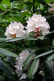 The Buckeye Botanist The Remarkable Rosebay Rhododendron Rhododendron Flower Landscape Evergreen Plants