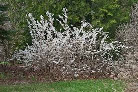 Abeliophyllum Distichum White Forsythia Fragrant Blooms Landscape Design Garden On A Hill Sloped Garden