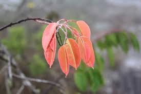 Image result for Agarista