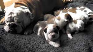 Browse thru bulldog puppies for sale in minnesota, usa area listings on puppyfinder.com to find your perfect puppy. English Bulldog Puppies For Sale Austin Mn Youtube