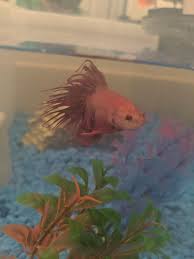 The devices most commonly used to increase aeration in fish tanks are filters, power heads, air stones, and aerating decorations. I M Happy To Let You All Know That Joe Has Overcome His Dropsy All The Bloat Is Gone And His Scales Are Back To Normal He S Eating And Swimming Again And It S