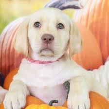 Lab Puppy Puppies For Sale Puppies Lab Puppy
