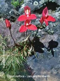 Image result for Disa walleri