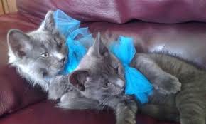 See more of free kittens to good home on facebook. Free On Craigslist Most Beautiful Kittens Ever Persian Kittens For Sale Beautiful Kittens Persian Kittens