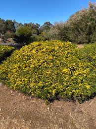 Image result for Acacia lasiopetala