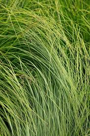 Image result for Sporobolus