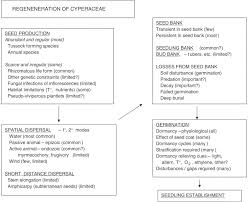 Image result for Lipocarpha atra