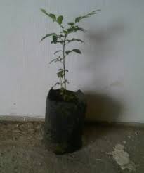 Jenis cabe yang di tanam oleh petani indonesia pun beragama. Tanaman Daun Kari Salam Koja