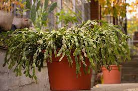 When figuring out which one of these cacti you have growing in your house, consider the age of your plant for some hints. How To Grow And Care For Christmas Cactus Gardener S Path