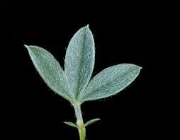 Image result for Lotononis bainesii