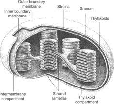 Chloroplasts are the sites of photosynthesis in a plant cell. Chloroplasts An Overview Sciencedirect Topics