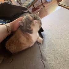 Dewormer, flea & tick treatment. Best Cat Boarding Near Me March 2021 Find Nearby Cat Boarding Reviews Yelp