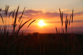 We did not find results for: Sunset Nature In The Evening Free Photo On Pixabay