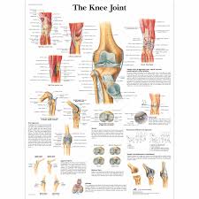 Knee Joint Chart Medical Posters Anatomy Of The Knee