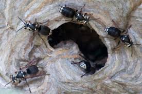 Iconic black and yellow stripes give a clear warning to other animals that these insects are with the abdomen split into six segments, one black/yellow stripe on each, the common wasp is very similar to in late spring, large wasps can be seen. What Are Those Big Black And White Wasps Colonial Pest Control