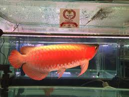 Robin Arowana Farm Bagging Another Grand The Big Fish Place Jr Cartimar Facebook
