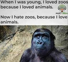 Zoo Is The Only Place Where Prisoners Are Innocent En 2020 Amo A Los Animales Amo Los Animales Animales