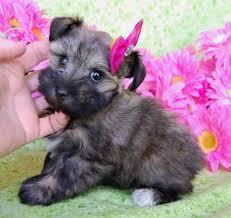 We are located in spring hill, florida, which is about 30 miles north of tampa. 24 Teacup Schnauzer Ideas Teacup Schnauzer Schnauzer Schnauzer Puppy