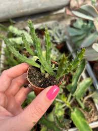 Image result for Orbea variegata