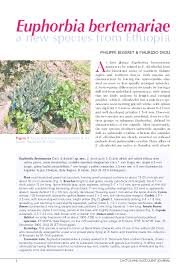 Image result for Wahlenbergia paludicola