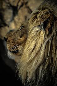 Themba Profile Small Wild Cats Animals Beautiful Great Cat