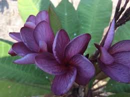 Pin On Frangipani
