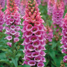 Image result for Digitalis purpurea alba/ red spots