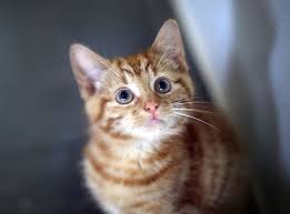 Cats eat rodents and birds—which would be fine if they truly were wild animals. Feed Your Cat Five Times A Day To Keep It Healthy Scientists Recommend The Independent The Independent