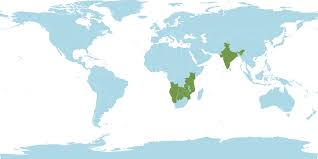 Image result for Hibiscus mastersianus