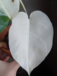 Rare All White Variegated Monstera Deliciosa Borsigiana Variety Houseplant Aroid Ebay Monstera House Plants Rare Plants