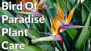 While many of us know that the flower gained its name for resembling features of a brightly coloured bird of paradise, what we didn't realise is that. Bird Of Paradise Plant Care Tips Joy Us Garden Youtube