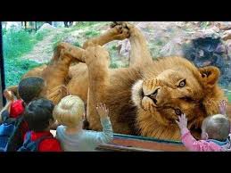 Funny Animals Kids At The Zoo Funny Zoo Animals Funny Animals Trolling Kids And Babies Video Youtube Funny Animals Animal Humor Dog Zoo Animals