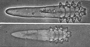 Image result for Demodex brevis