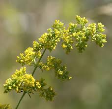 Image result for Galium verum